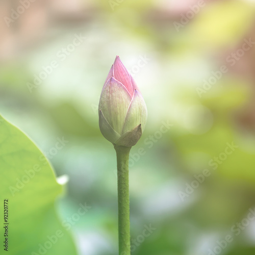 Lotus bud in pond photo