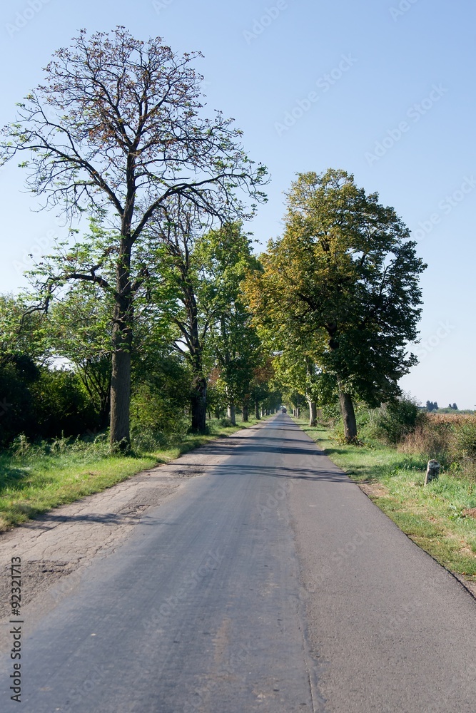 Street trees Street trees
