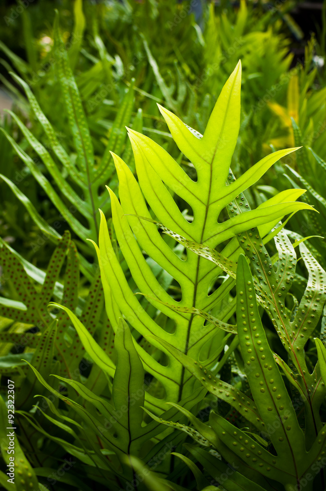 Obraz premium Fern leaves