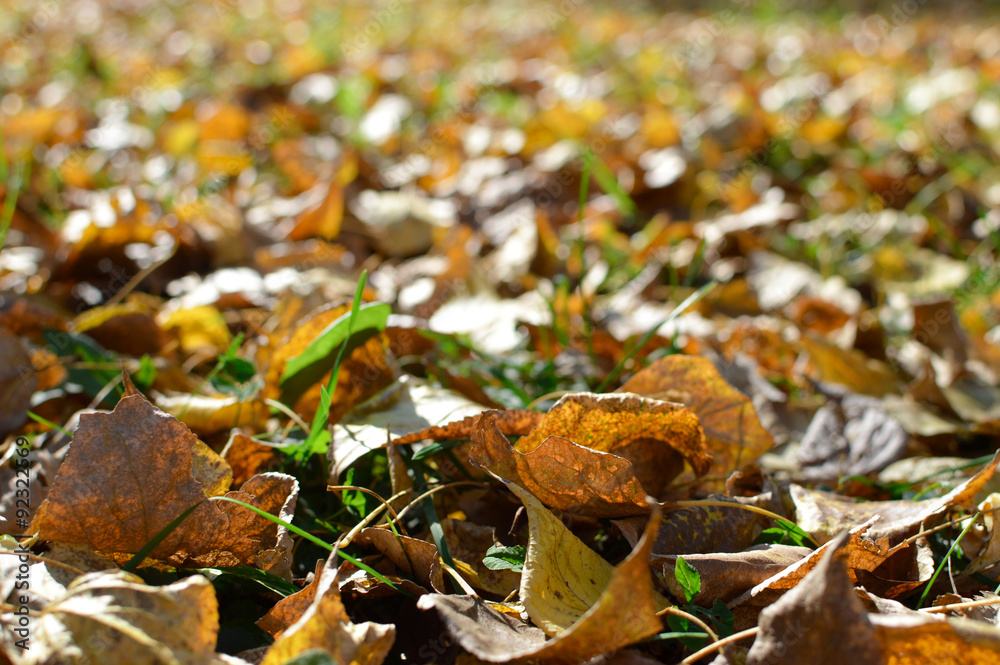 Autumn colors in the parks of Moscow, Russia. Shallow depth of field Autumn colors in the parks of Moscow, Russia. Shallow depth of field
