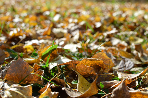 Autumn colors in the parks of Moscow, Russia. Shallow depth of field photo