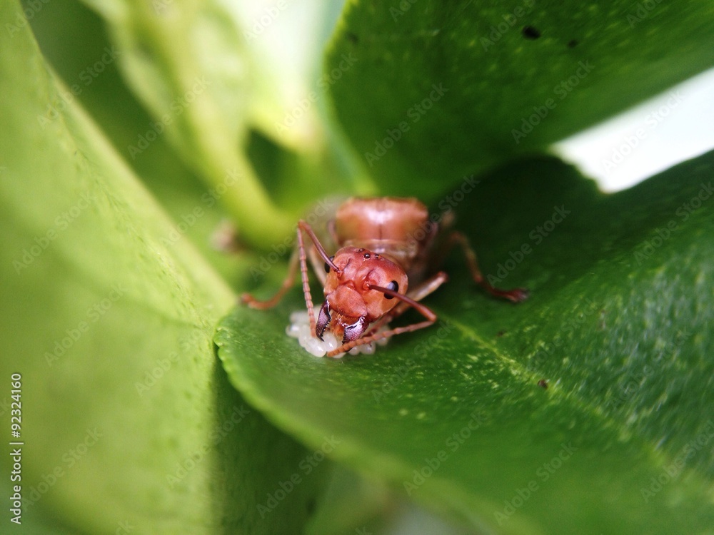 Fototapeta premium queen ants