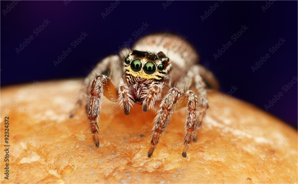 Fototapeta premium extreme macro