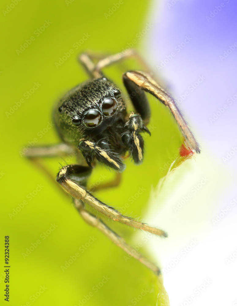 Fototapeta premium extreme macro