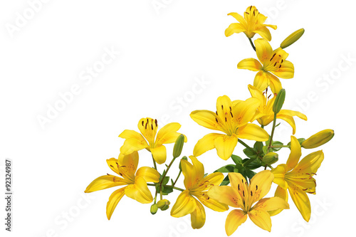 Fototapeta Naklejka Na Ścianę i Meble -  Yellow Lily Bundle