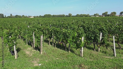 traveling along the vineyards photo