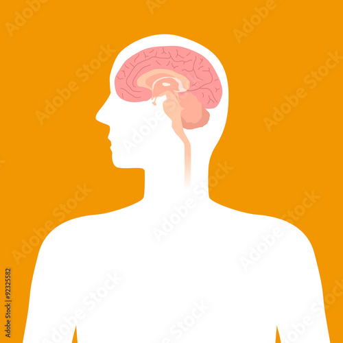 human brain structure, image illustration