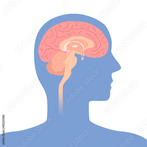 human brain structure, image illustration