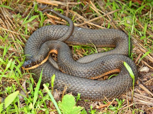 Queen Snake (Regina septemvittata) in Illinois