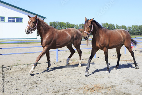 Beautiful filly Hanoverian and Trakehner breed 