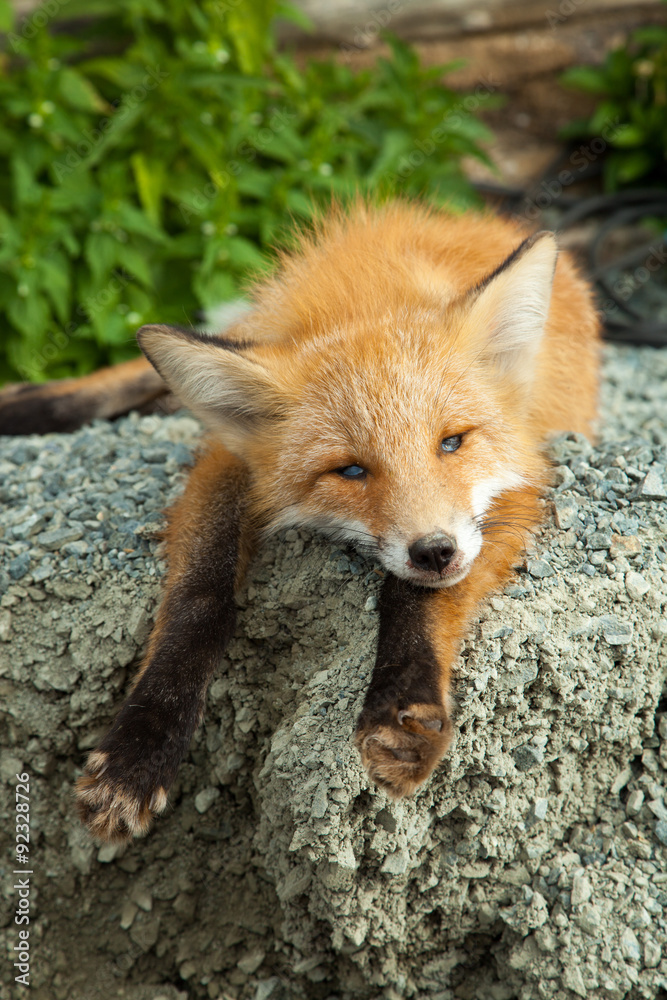 Fototapeta premium Dead fox