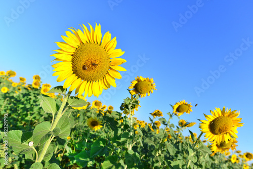 sunflower field