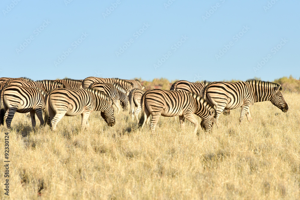 Obraz premium Desert Landscape - NamibRand, Namibia