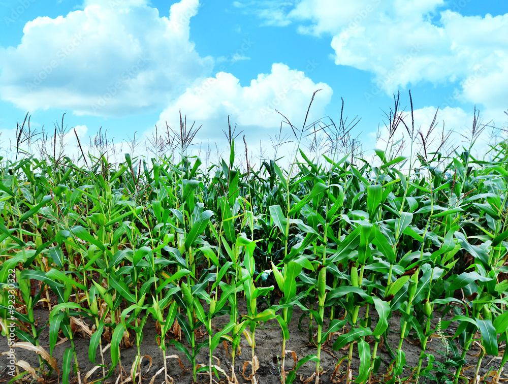 Corn field Corn field