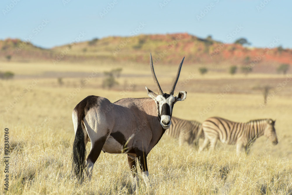Fototapeta premium Desert Landscape - NamibRand, Namibia
