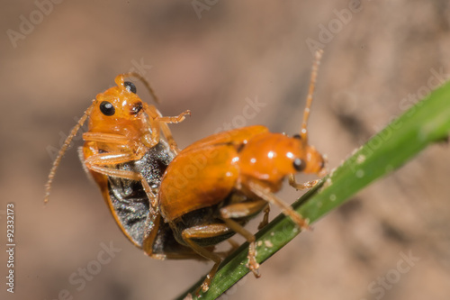 Mating Orange Beetle,hybridize soft focus © midobun2014