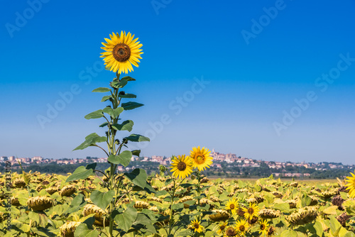 Photography The green countryside in Cortona, Tuscany