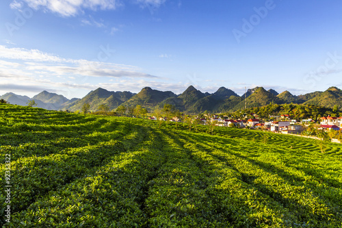 Moc Chau tea hill, Moc Chau village, Son La province, Vietnam