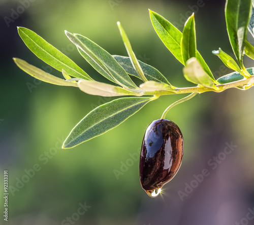Olive oil drops from the olive berry. Сonceptual picture.
