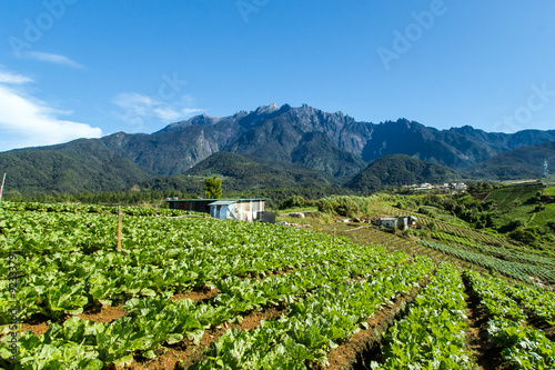 Sabah North Borneo Malaysian landscape with cabbage farm and Mount Kinabalu at far background during morning.