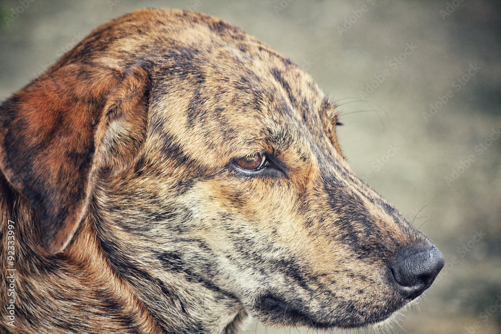 Dog Dog