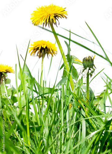 Fototapeta Naklejka Na Ścianę i Meble -  Dandelion flowers in the fresh green grass.