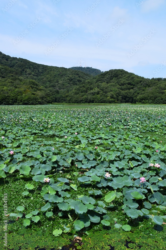 Fototapeta premium ハス畑／山形県の鶴岡市でハス畑を撮影した写真です。