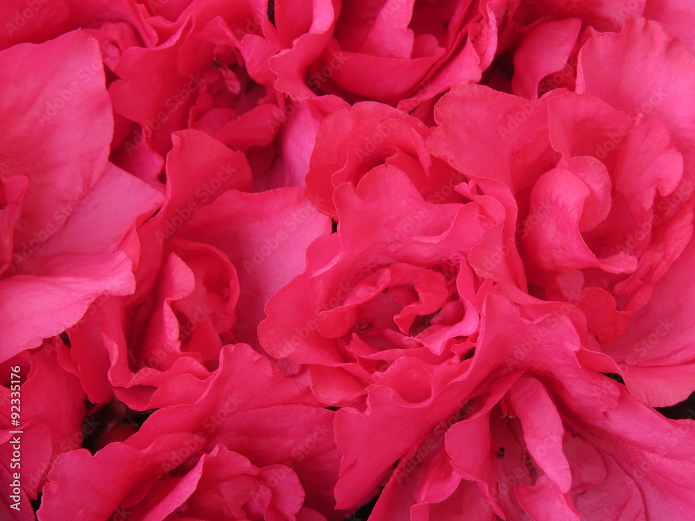 Profuse flowering pink azaleas, solid flowers