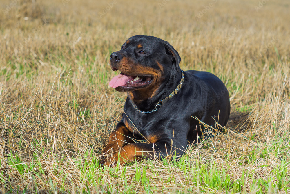 Rottweiler dog natural background grass field Rottweiler dog natural background grass field