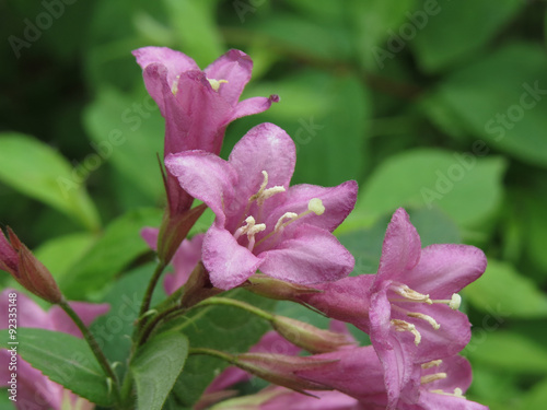 Green Bush with pink flowers