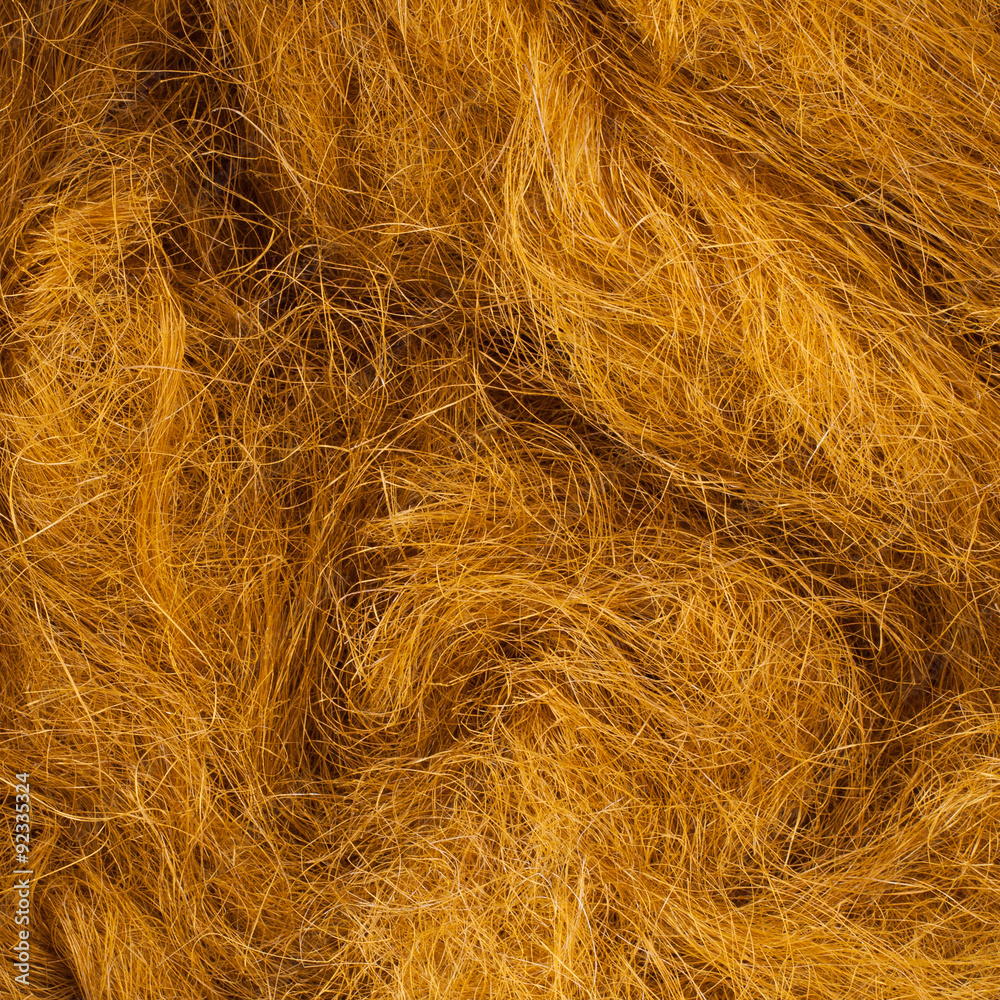 Wild hair in a close-up Wild hair in a close-up