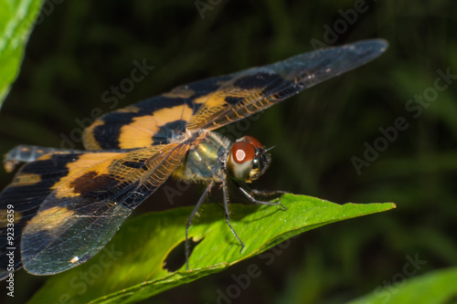 Beautiful macro dragonfly,dragonfly,Insects © midobun2014