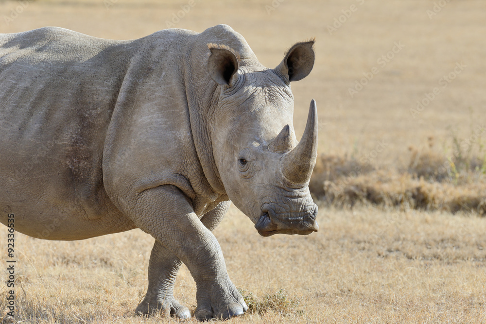 Fototapeta premium Rhino