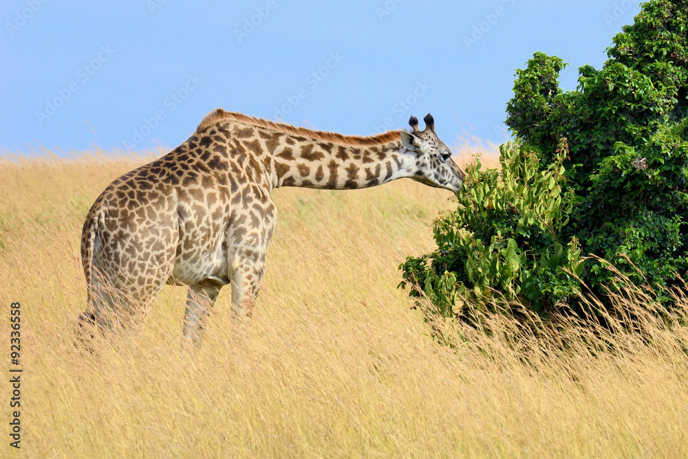 Obraz premium Giraffe