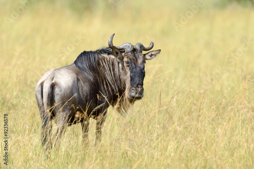Wildebeest © byrdyak