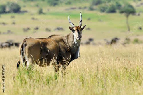 Fototapeta Naklejka Na Ścianę i Meble -  Greater kudu (Tragelaphus strepsiceros)