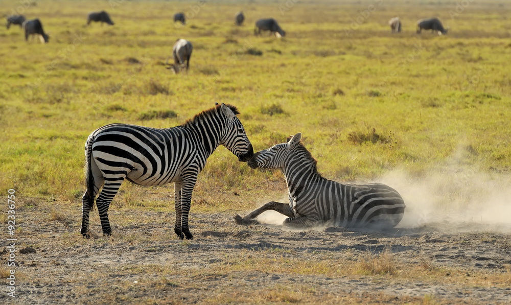 Obraz premium Zebra