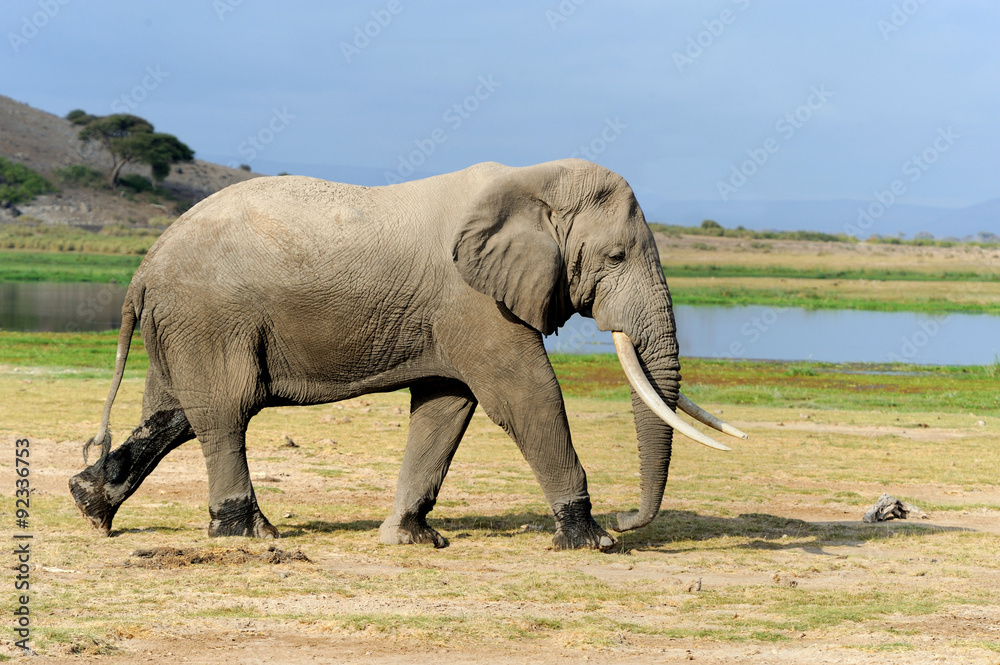 Fototapeta premium Elephant