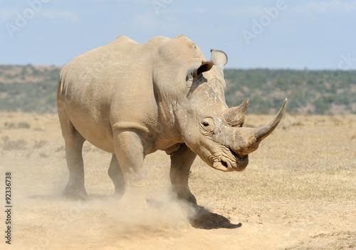 Rhino