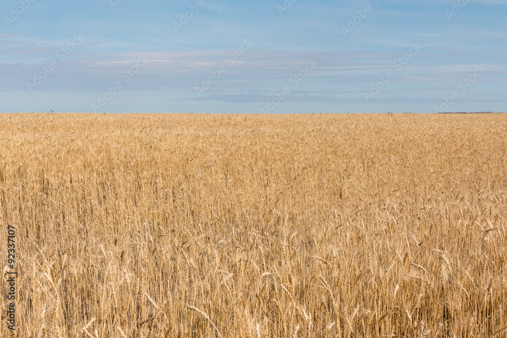 wheat field