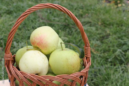 The apples lying in a wattled basket on a table in a garden 