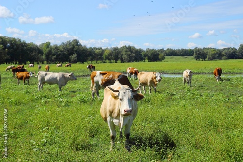Herd of cows on meadow