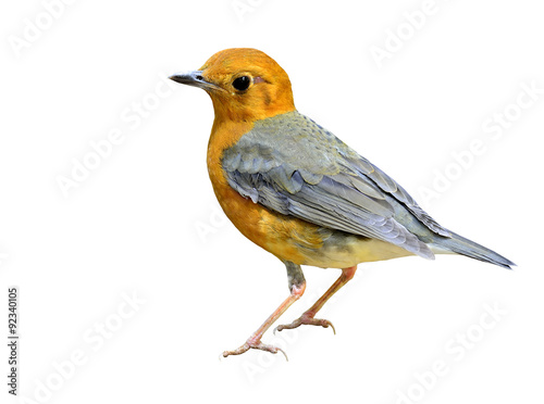 Beautiful Orange-headed thrush, a yellow and grey wings bird sta