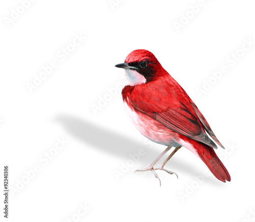 Beutiful standingred bird isolated on white background