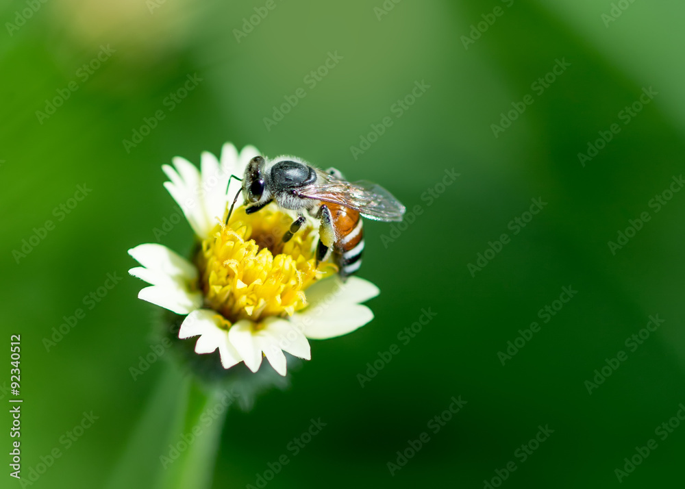 bee on little flower