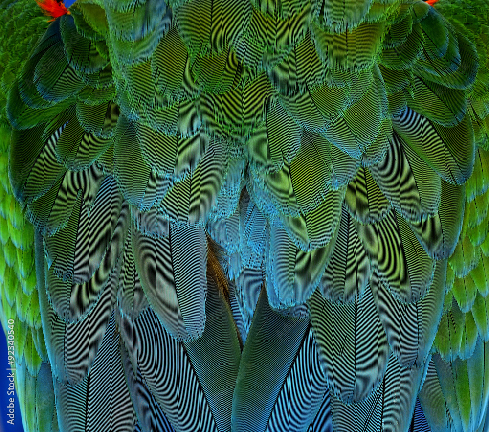 Fototapeta premium Green and blue bird feathers in close up details