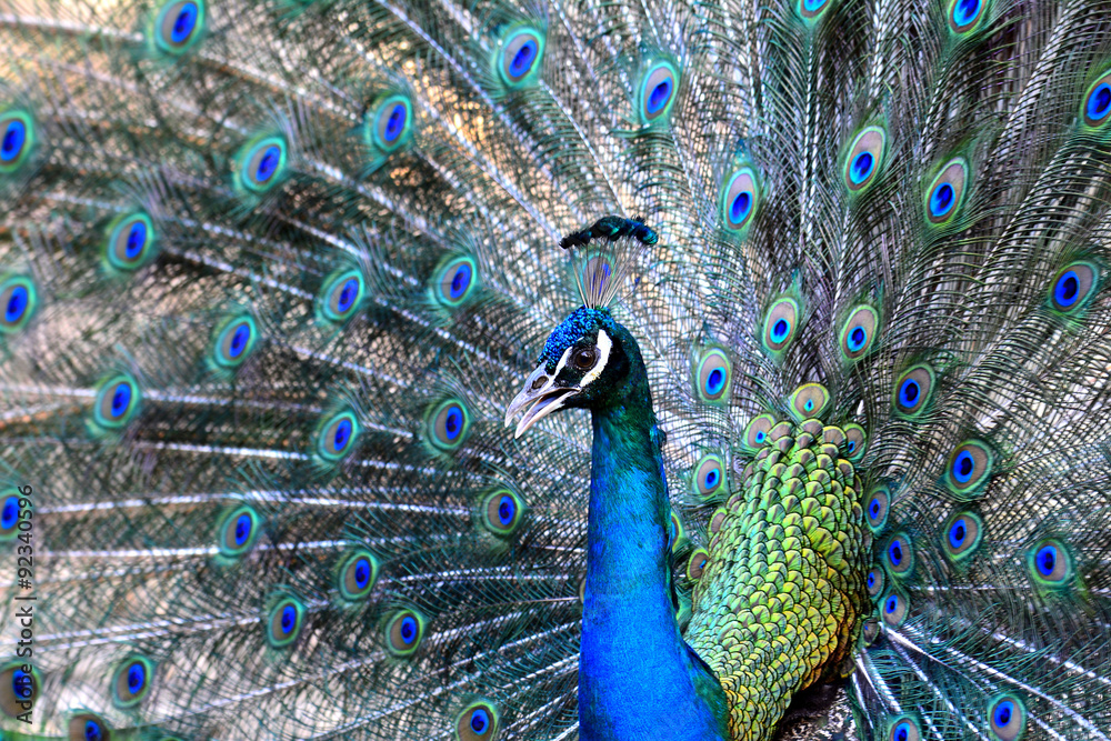 Fototapeta premium Indian Peakcok bird showing its great feathers