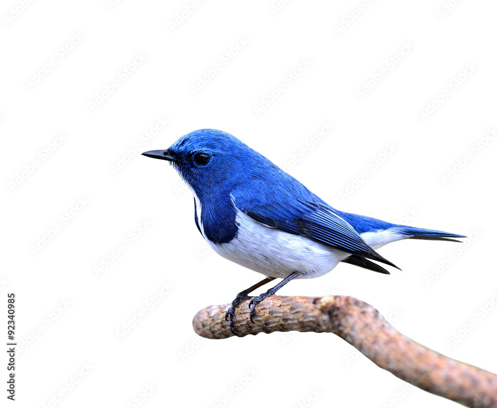 Ultramarine flycatcher, Little cute and beautiful blue bird, pos Ultramarine flycatcher, Little cute and beautiful blue bird, pos