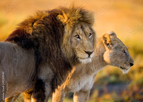 Fototapeta Naklejka Na Ścianę i Meble -  Lion and lioness in the savannah. Zambia.