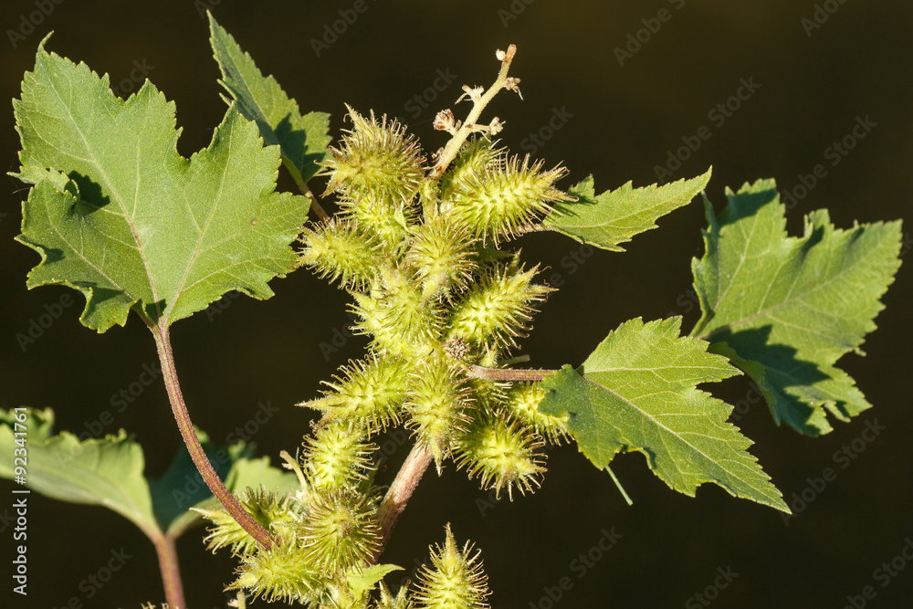Xanthium strumarium. Bardana común, Arrancamoños, Lamparones.
Xanthium strumarium. Bardana común, Arrancamoños, Lamparones.